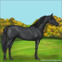 Horse Color:Blue Roan 
