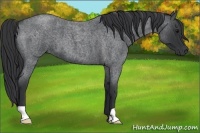 Horse Color:Blue Roan 