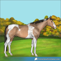 Horse Color:Bay Dun Tobiano 