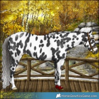 Horse Color:Black Appaloosa