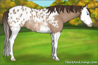 Horse Color:Brown Dun Splash Appaloosa Rabicano