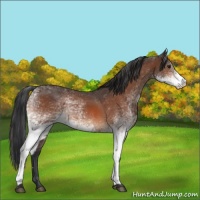 Horse Color:White Spotted Brown 
