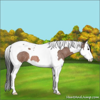Horse Color:Bay Roan Splash Tobiano