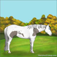 Horse Color:Grullo Roan Splash Tobiano 