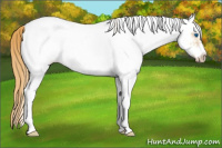 Horse Color:White Spotted Gold Champagne Frame 