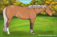 Horse Color:Silver Bay Roan 