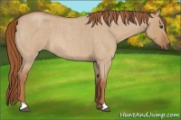 Horse Color:Red Dun Roan 