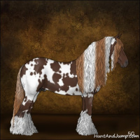 Horse Color:Gray White Spotted Chestnut 