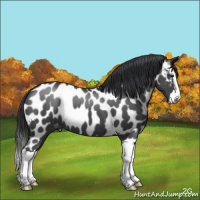 Horse Color:Blue Roan Splash Appaloosa 