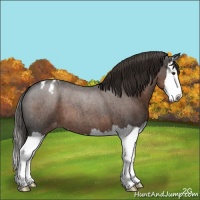 Horse Color:Liver Red Roan Splash Appaloosa 