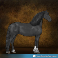 Horse Color:Black Tobiano 