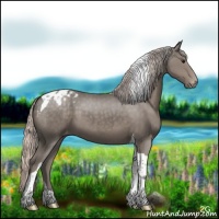 Horse Color:Silver Black Tobiano Appaloosa 