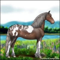Horse Color:Silver Black Tobiano Appaloosa 