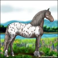 Horse Color:Silver Black Appaloosa 