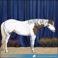 Horse Color:Chocolate Palomino Tobiano Frame 