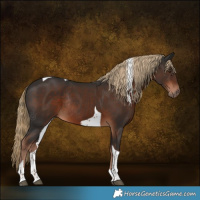 Horse Color:Liver Chestnut Tobiano Rabicano 