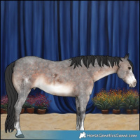 Horse Color:Brown Sabino Frame 