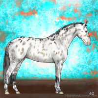 Horse Color:Brown Dun Tobiano Appaloosa 