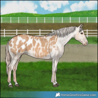 Horse Color:Red Dun Appaloosa 