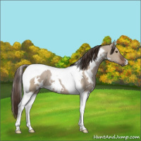 Horse Color:White Spotted Liver Red Dun Tobiano 