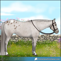 Horse Color:Liver Red Dun Appaloosa Brindle 