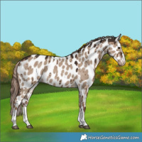 Horse Color:Liver Red Dun Appaloosa Brindle 
