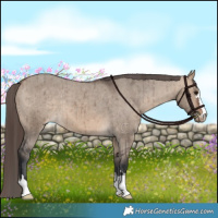 Horse Color:Bay Dun Varnish Brindle 