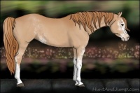 Horse Color:Chestnut Sabino 