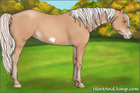 Horse Color:Silver Amber Champagne Frame 