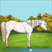 Horse Color:Red Dun Roan Appaloosa  and Red Dun Roan Appaloosa 