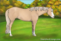 Horse Color:Gold Champagne Splash 