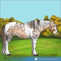 Horse Color:Buckskin Roan Splash Tobiano Blanket 