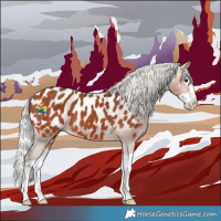 Horse Color:Silver Bay Splash Appaloosa 