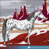 Horse Color:Black Appaloosa 