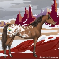 Horse Color:Bay Appaloosa 
