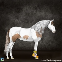 Horse Color:Liver Chestnut Pearl Splash Tobiano