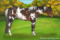 Horse Color:White Spotted Liver Chestnut 