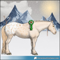 Horse Color:Gold Champagne Appaloosa 