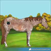 Horse Color:Chestnut Ice 