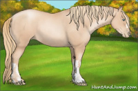 Horse Color:Gold Champagne Pearl Rabicano and Gold Champagne Pearl Rabicano