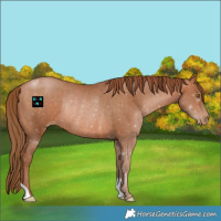 Horse Color:Brown Pearl Rabicano 