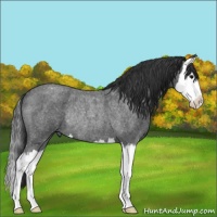 Horse Color:Blue Roan Splash Rabicano 