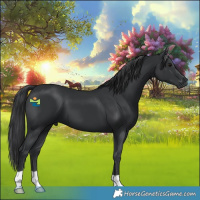 Horse Color:Black 