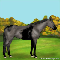 Horse Color:Void Grullo Sabino Tobiano