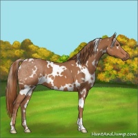 Horse Color:White Spotted Chestnut 