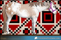 Horse Color:White Spotted Red Dun Appaloosa 