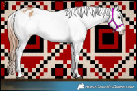 Horse Color:White Spotted Bay Dun Appaloosa 