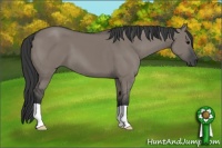 Horse Color:Grullo 
