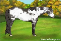 Horse Color:Smoky Black Frame 