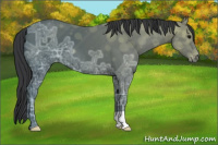 Horse Color:Black Ice Varnish 